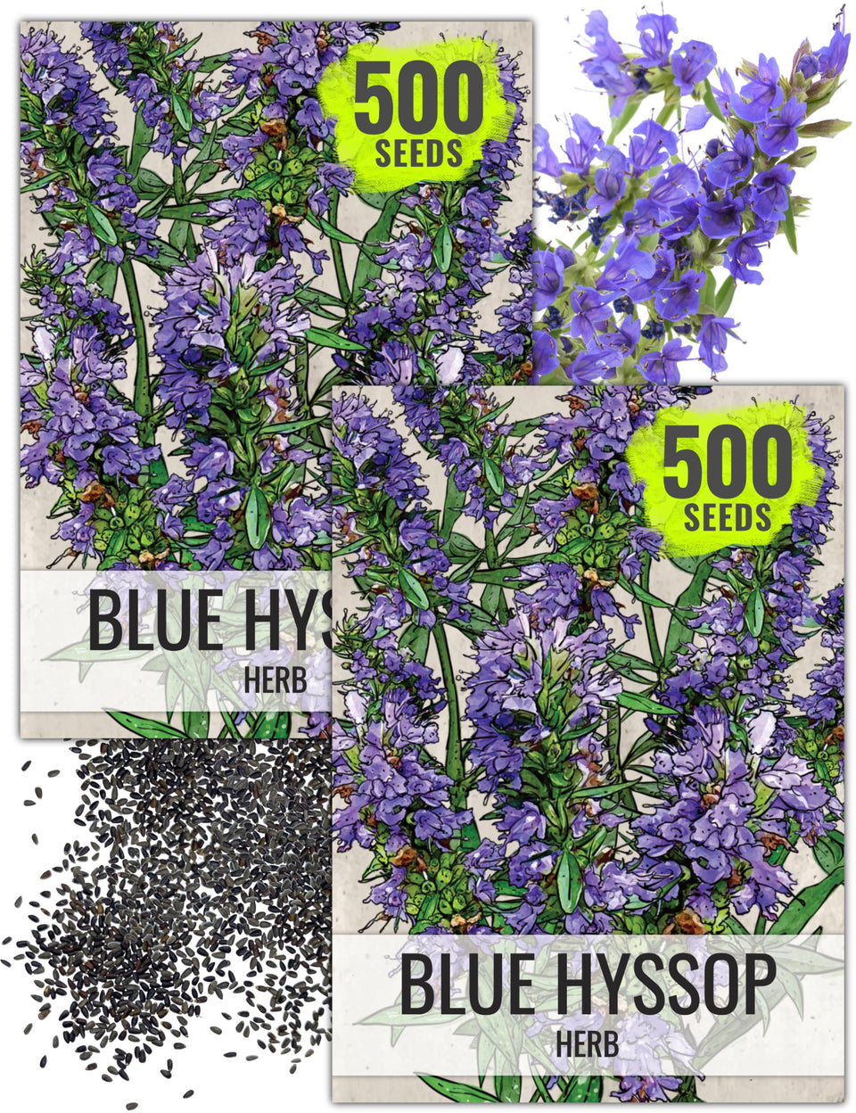 Seed Needs hyssop seeds pack front for home herb gardening.