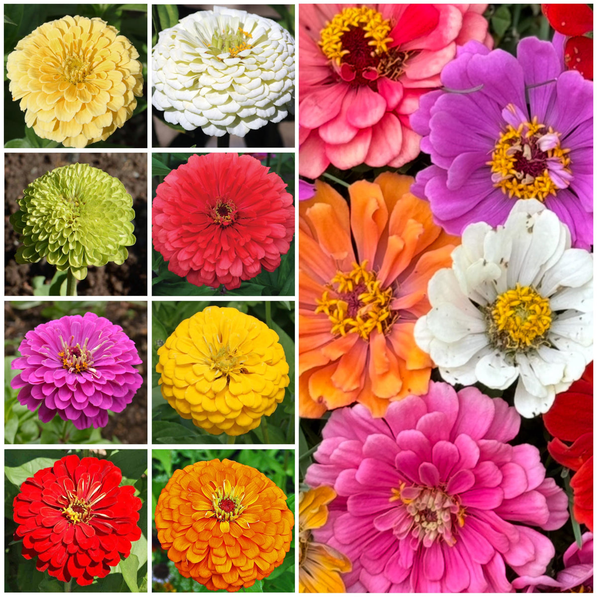 Seed Needs Isabellina zinnia soft tones boosting visual harmony in borders