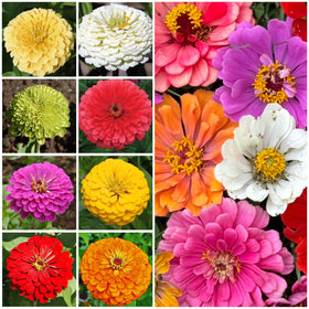 Seed Needs Isabellina zinnia soft tones boosting visual harmony in borders