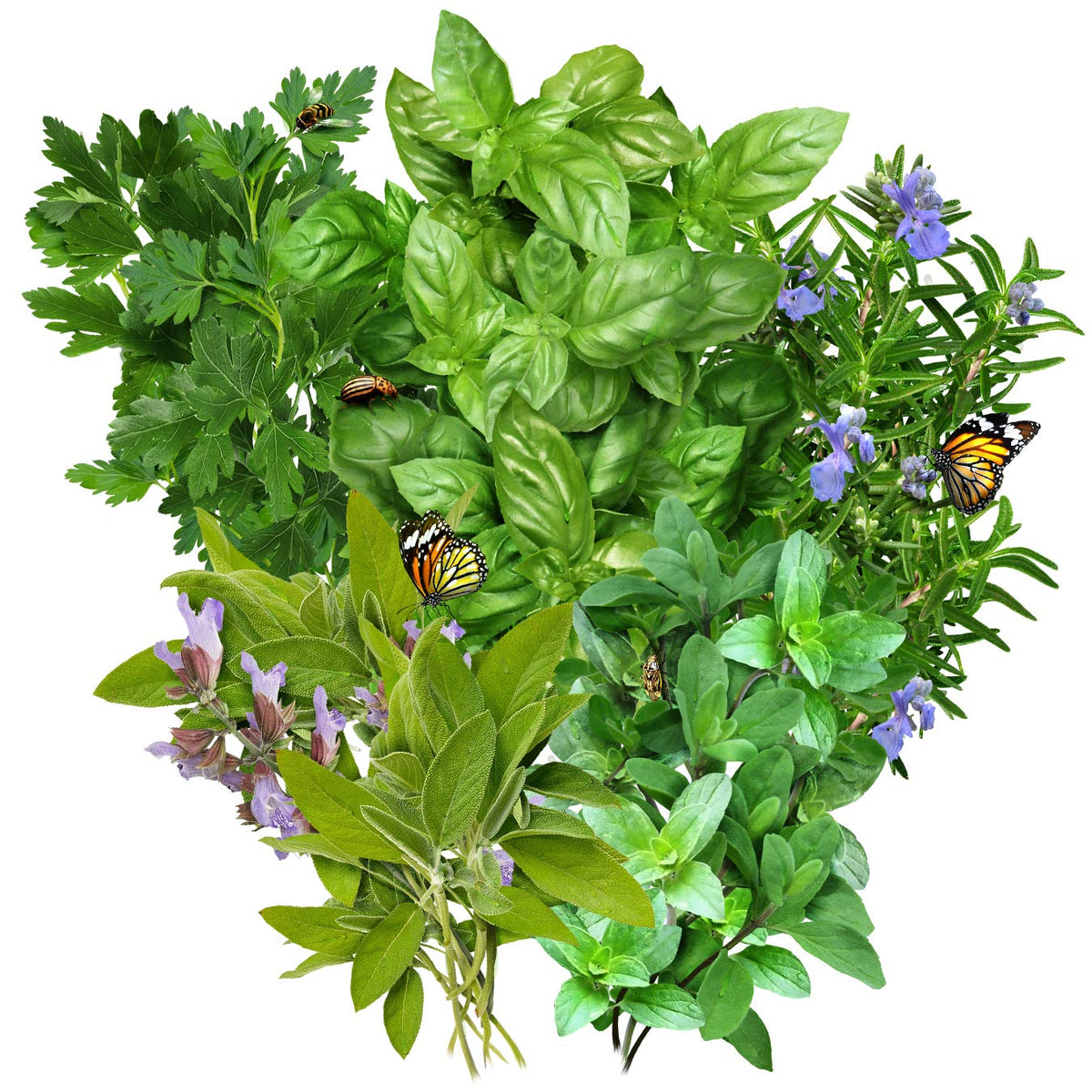 Seed Needs Italian Oregano seeds packet for fragrant sauces and Mediterranean dishes