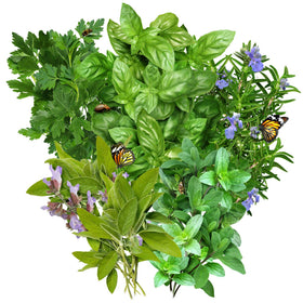 Seed Needs Italian Oregano seeds packet for fragrant sauces and Mediterranean dishes