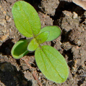 Seed Needs pale yellow sunflowers ready for bouquets and fresh arrangements.