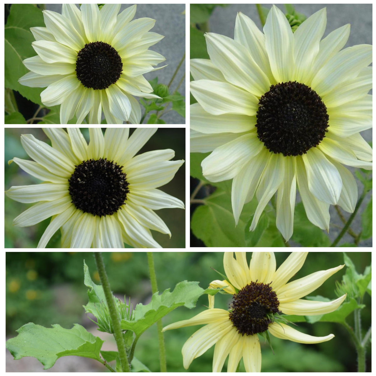 Seed Needs Italian White Sunflower seedlings growing toward full sun in a garden.