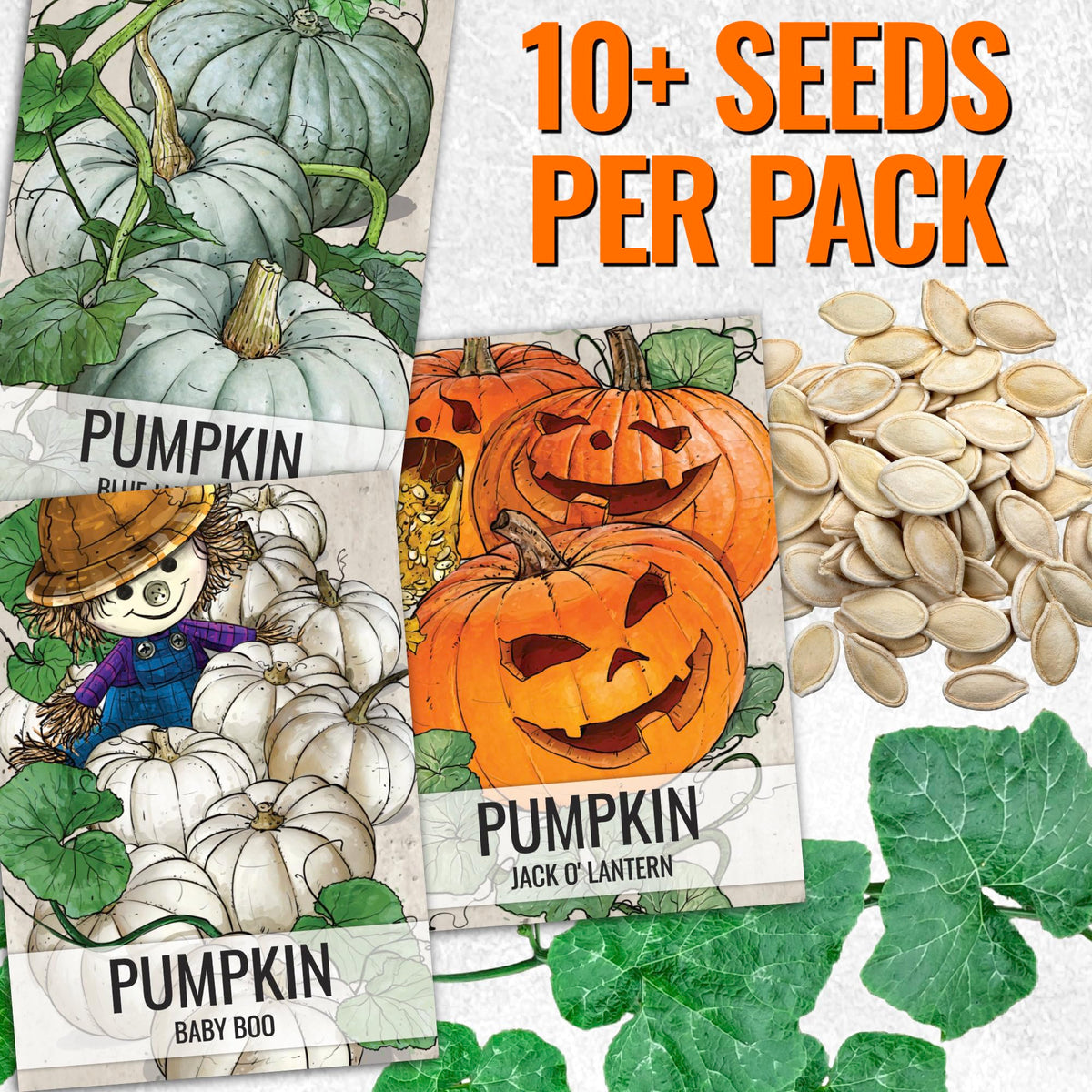 Seed Needs Jack Be Little seeds yield tiny pumpkins for tabletop decor