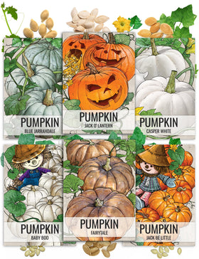 Seed Needs Jack O Lantern pumpkin seeds ideal for traditional carving and Halloween decor