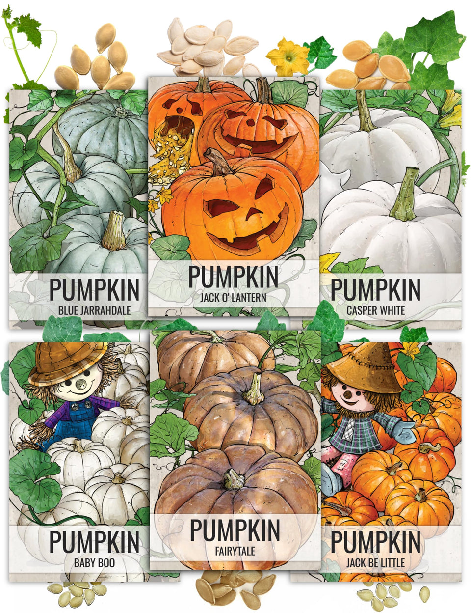 Seed Needs Jack O Lantern pumpkin seeds ideal for traditional carving and Halloween decor