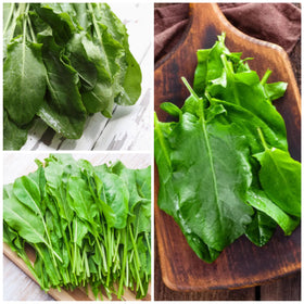 Seed Needs large leaf sorrel leaf close-up; vivid green leaves for fresh salads.