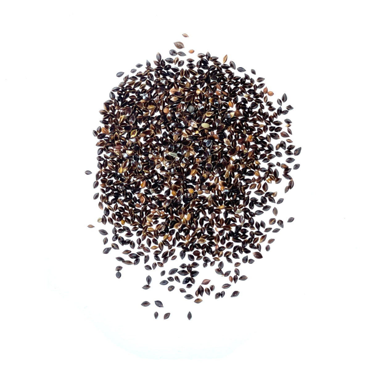 Seed Needs large leaf sorrel plant height; sturdy 18-24 inch clump in garden.