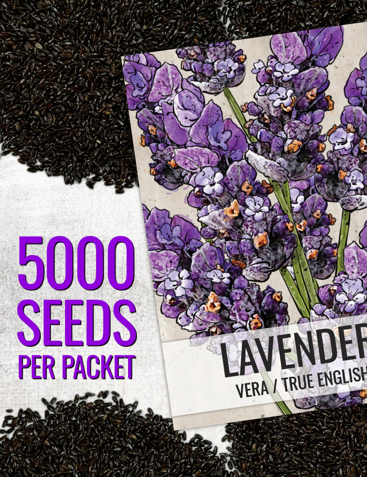 Seed Needs English Lavender blooms brighten garden beds with color and fragrance.