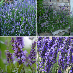 Seed Needs Hidcote lavender seed packet ready for border plantings with vibrant purple flowers.