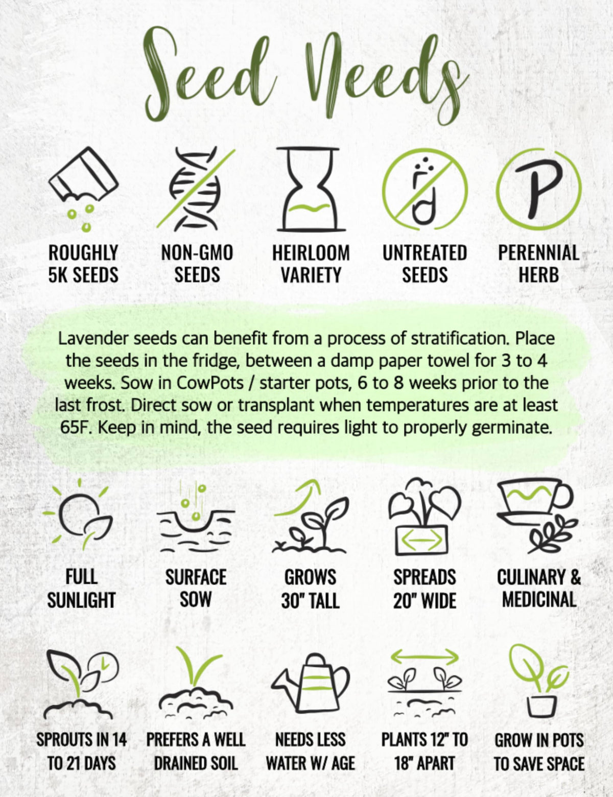 Seed Needs lavender seeds grow indoors in sunny pots for fragrance and compact care.