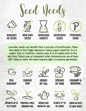 Seed Needs lavender seeds grow indoors in sunny pots for fragrance and compact care.