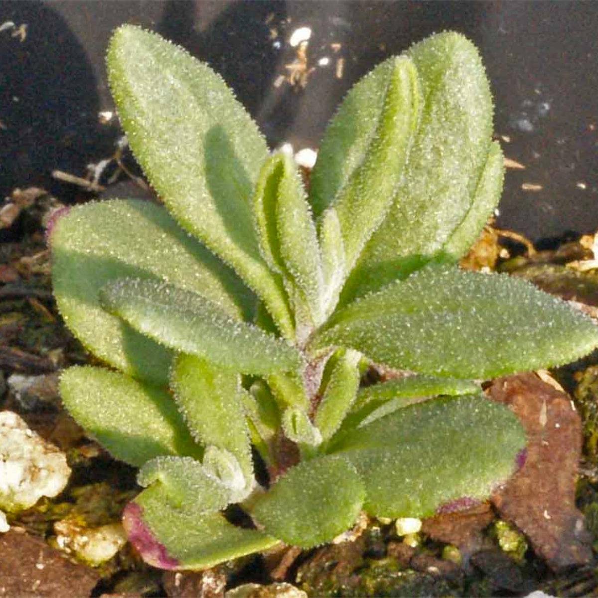 Seed Needs Spike lavender seed packet ideal for hardy edging and fragrant foliage.