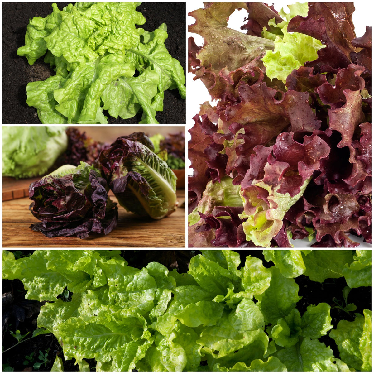 Seed Needs harvest-ready lettuce heads article shows 45–60 day timeline