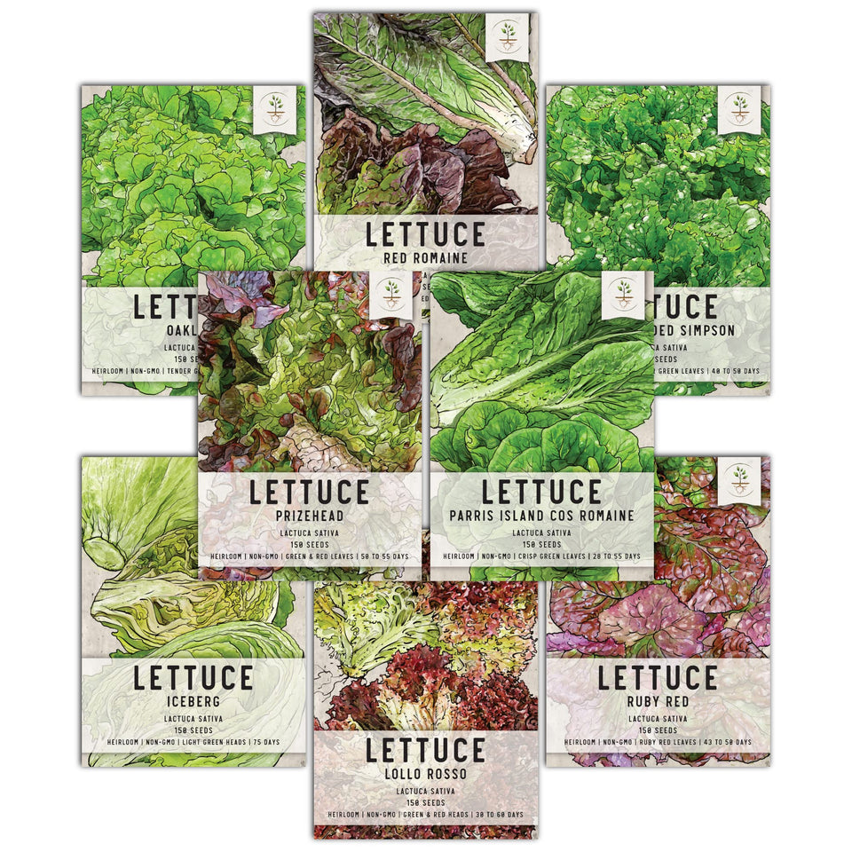 Seed Needs Lettuce Iceberg packet for crisp home salads.