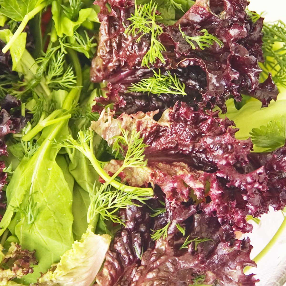 Seed Needs moisture-resistant packaging protects seed freshness for storage