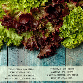 Seed Needs Lettuce Oakleaf packet for tender, ruffled greens.