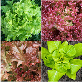 Seed Needs Lettuce Parris Island Cos packet for versatile sandwiches.