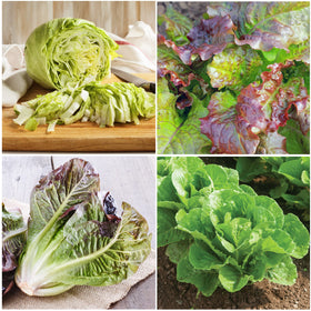 Seed Needs Lettuce Red Romaine packet for vibrant summer salads.