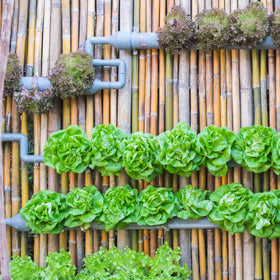 Seed Needs Lettuce Ruby Red packet for deep burgundy leaves.