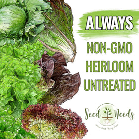 Seed Needs lettuce seedling in soil image highlights early garden progress