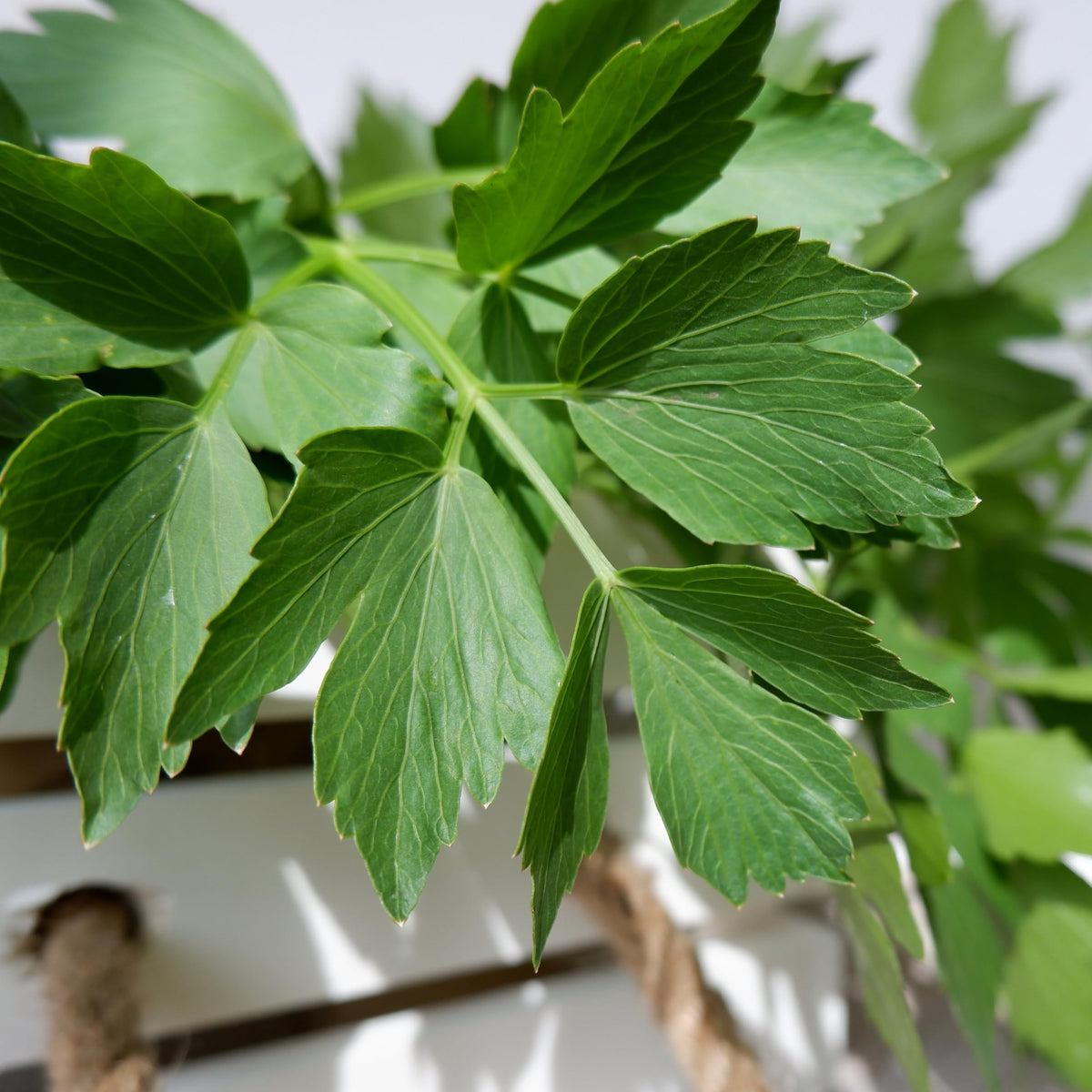 Seed Needs Lovage seeds packaging preserves freshness and germination potential