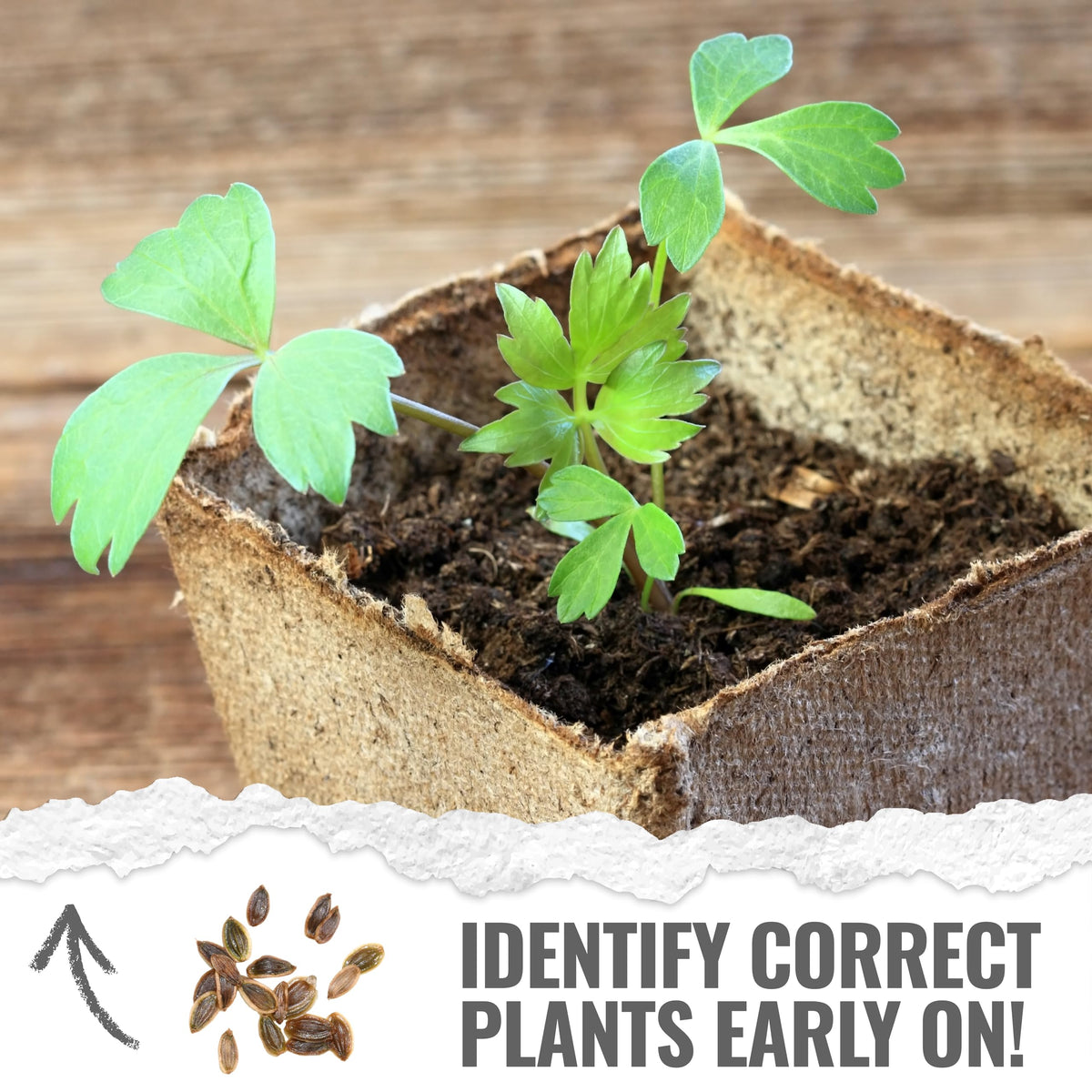 Seed Needs Lovage seeds in pot for compact indoor growing