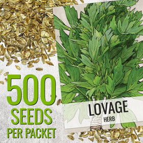 Seed Needs Lovage seeds close-up ready to spice dishes or pickle recipes