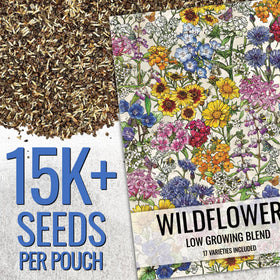 Seed Needs wildflower seed mix in a sunlit border demonstrates colorful pollinator habitat