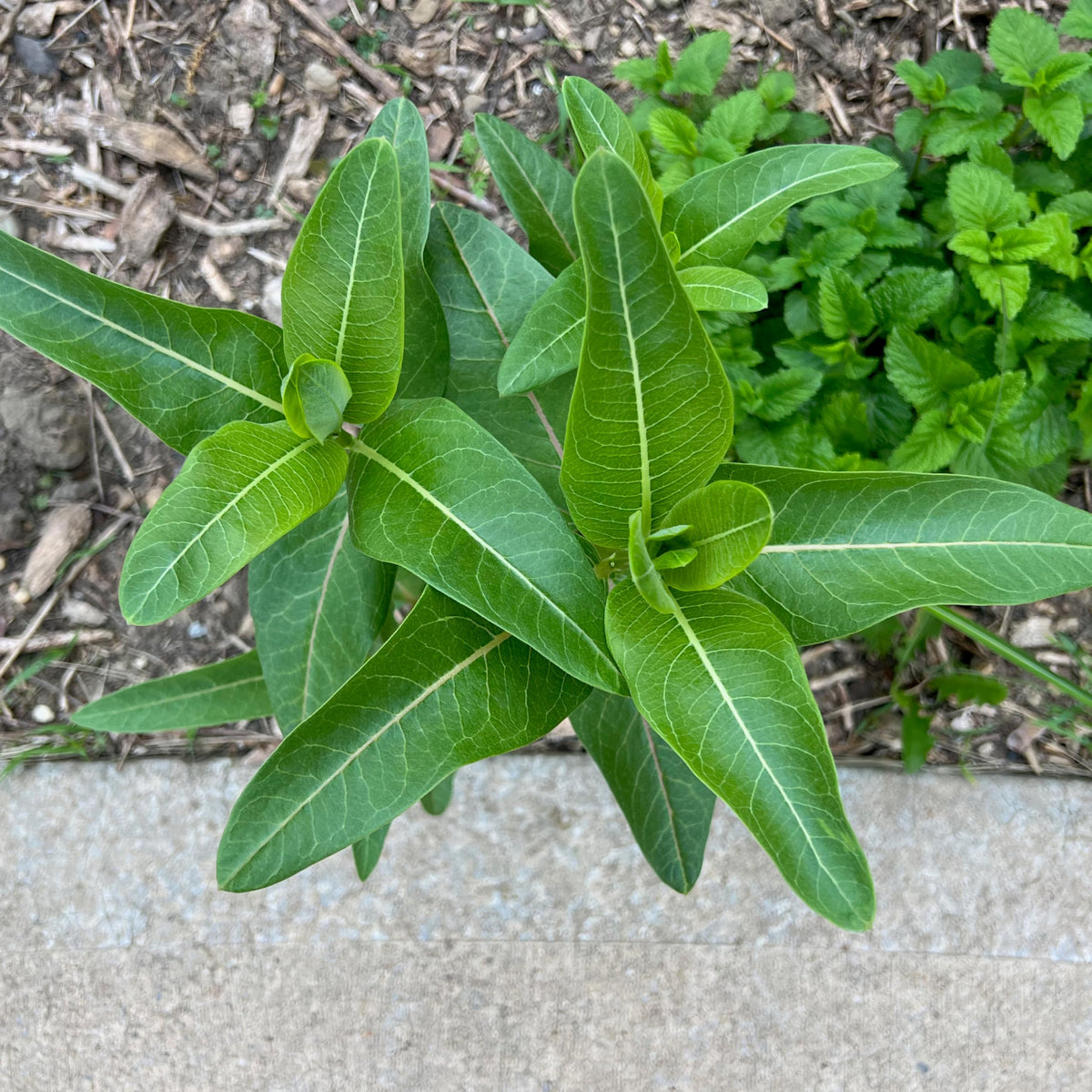 Seed Needs milkweed seeds in illustrated packets with sowing guidance on reverse.