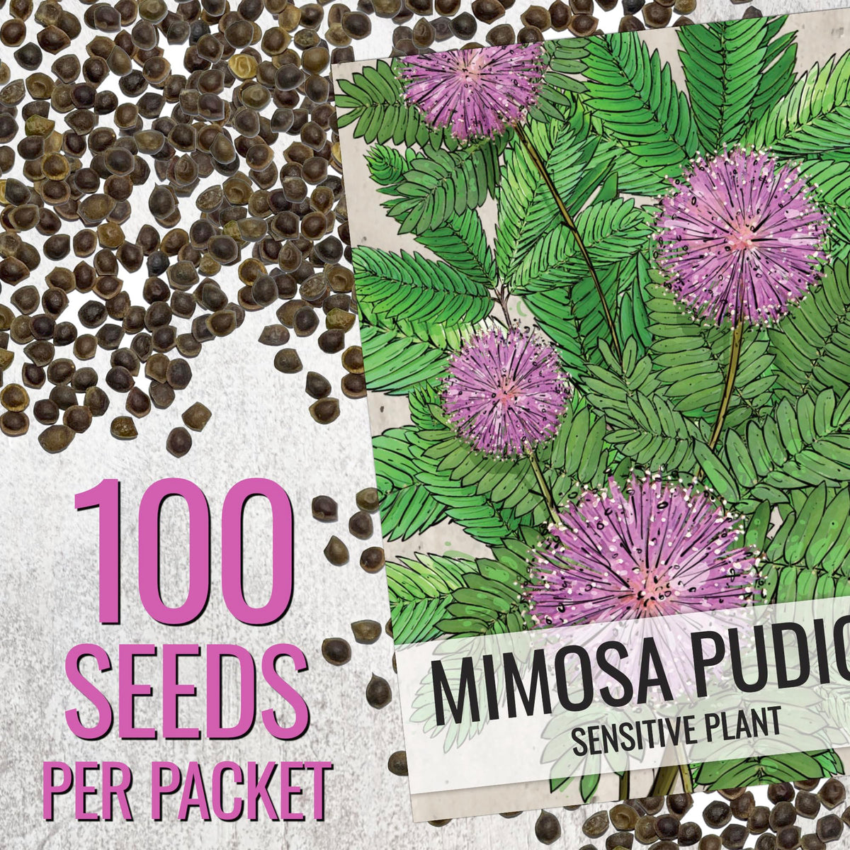 Seed Needs Mimosa pudica leaves folding on touch, a tactile indoor plant curiosity.
