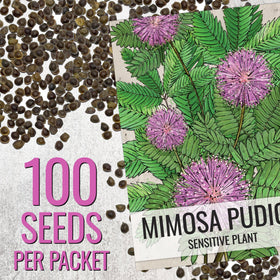 Seed Needs Mimosa pudica leaves folding on touch, a tactile indoor plant curiosity.