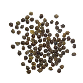 Seed Needs Mimosa pudica packaging illustration on seed packet.