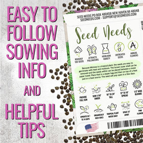 Seed Needs Mimosa pudica pink flower close-up adds summer color to patios.