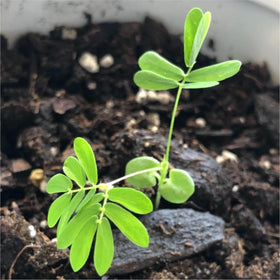 Seed Needs Mimosa pudica plant thriving in warm, humid indoor setup.