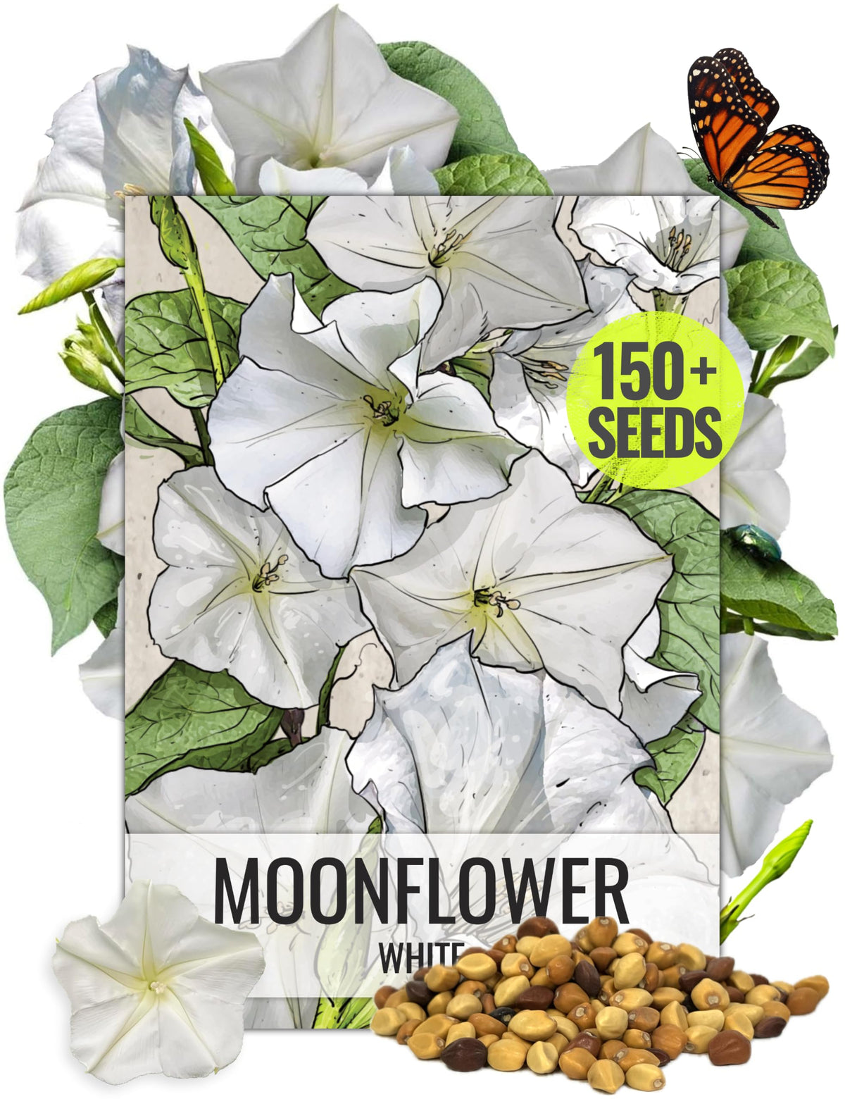 Seed Needs Moonflower Ipomoea alba seed blooms at dusk, creating a fragrant night garden.