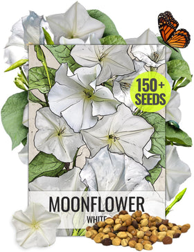 Seed Needs Moonflower Ipomoea alba seed blooms at dusk, creating a fragrant night garden.