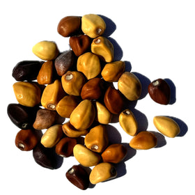 Seed Needs Moonflower seeds attract nocturnal pollinators like moths.