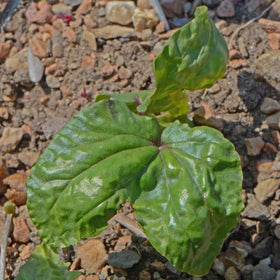 Seed Needs Moonflower seed packet showcases fresh Ipomoea alba seeds.