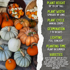 Seed Needs multi-variety pumpkin seeds for diverse garden harvest