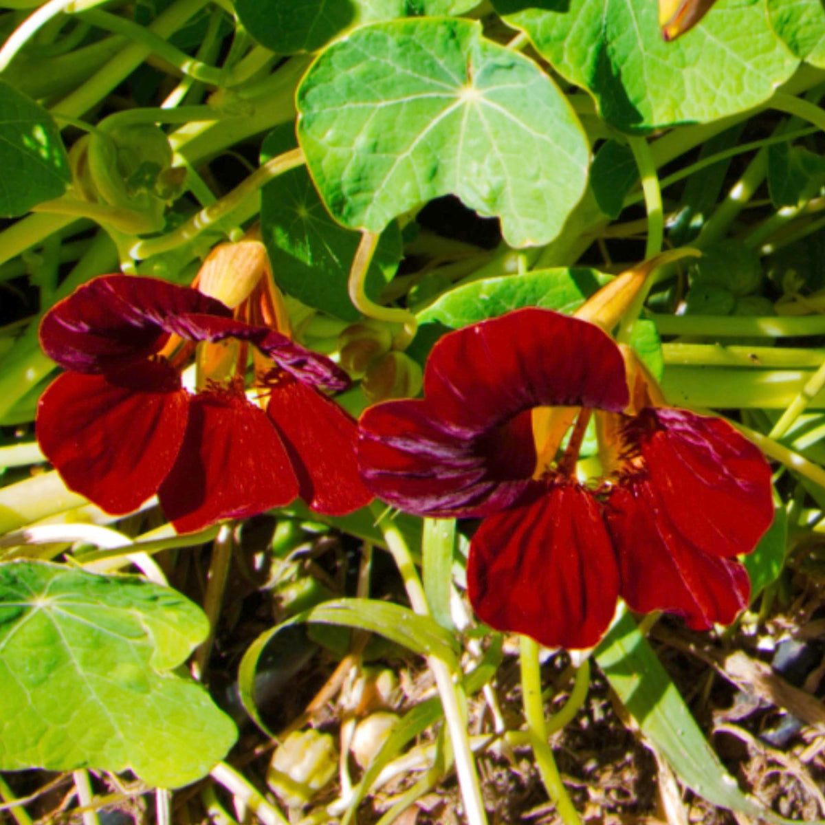 Seed Needs Black Velvet nasturtium shows compact bush habit in sun