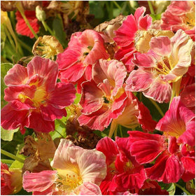 Seed Needs cherry rose nasturtium edible flowers and leaves add peppery color.