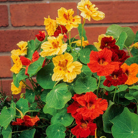 Blooms appear through summer in warm sun, delivering continuous garden color.