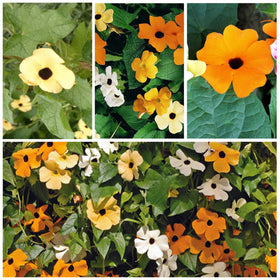 Seed Needs natural privacy vine on fence, lush foliage and color.