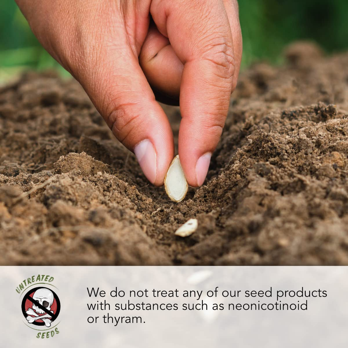 Seed Needs non-gmo-untreated dandelion image highlights natural seed choices for gardeners