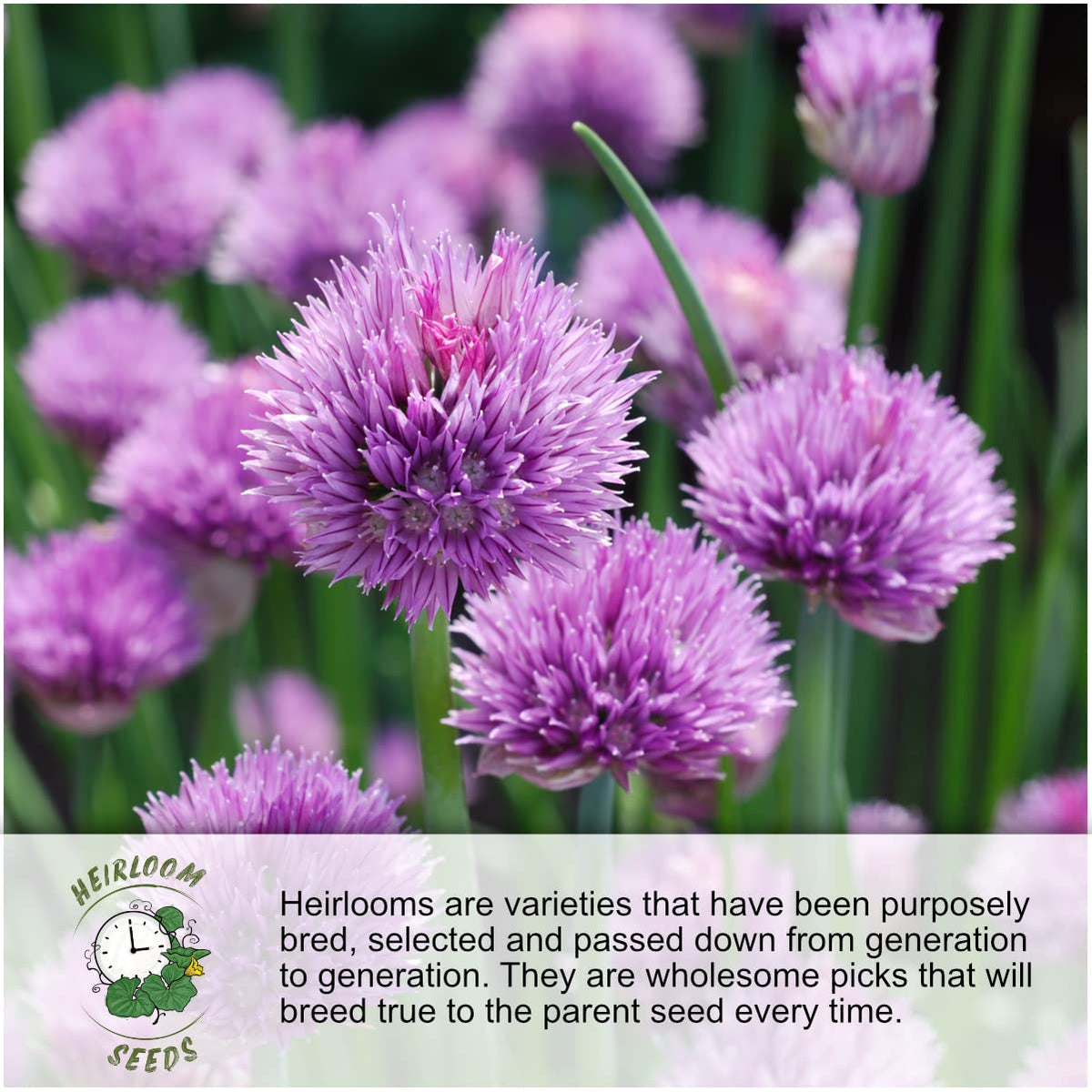Seed Needs open-pollinated dandelion seeds illustration on packet signals reliable garden options