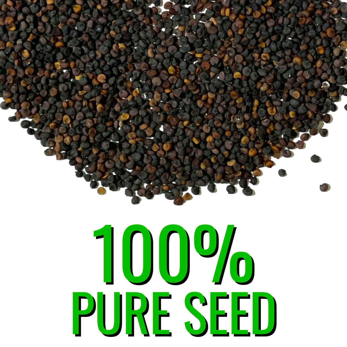 Seed Needs open-pollinated heirloom babys-breath attracts bees and butterflies