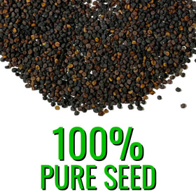 Seed Needs open-pollinated heirloom babys-breath attracts bees and butterflies