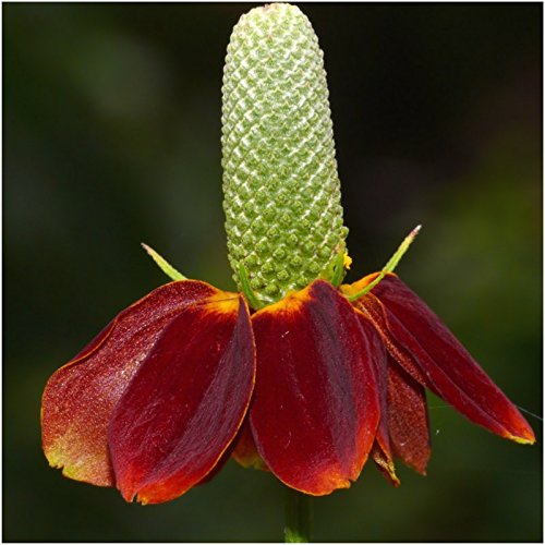 Seed Needs open-pollinated non-GMO seed pack supports seasonal gardening