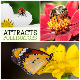 Seed Needs open-pollinated heirloom seeds, non-GMO promise for gardeners.